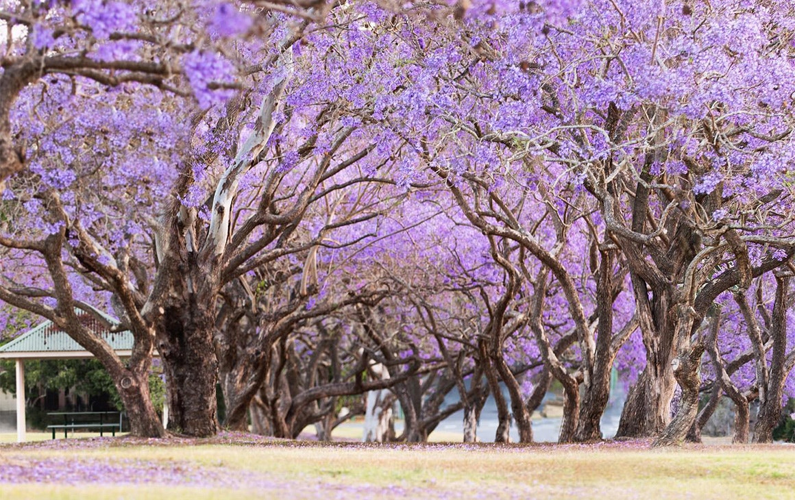 a park filled with flowering jacaranda trees
